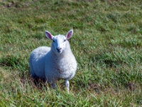 Sheep’s Head Peninsula